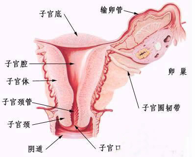 女性内生殖系统图示