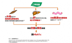 为何二甲双胍，始终都是降糖首选用药？